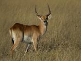 Africa 188 : Africa, Animal, Botswana, Mammal, Okavango, Red Lechwe, Vumbura Plains